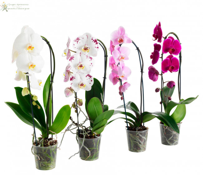 Подкормка орхидей янтарной кислотой. Фото орхтдей
