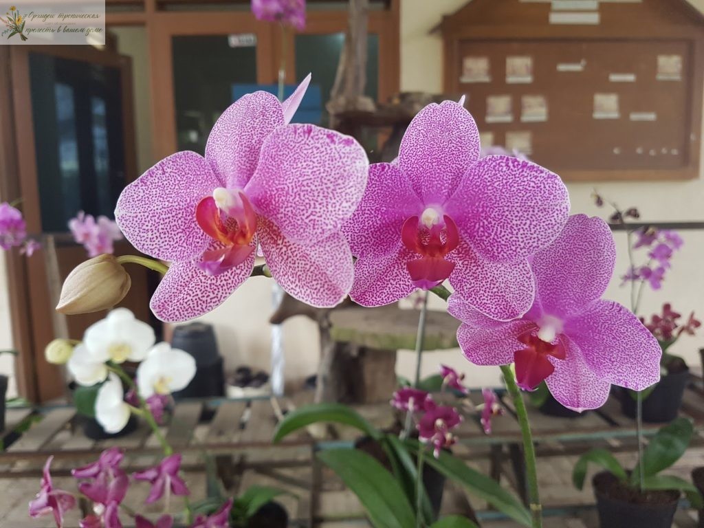 Орхидея фаленопсис розовый • Фаленопсис Стюарта (Phalaenopsis stuartiana)