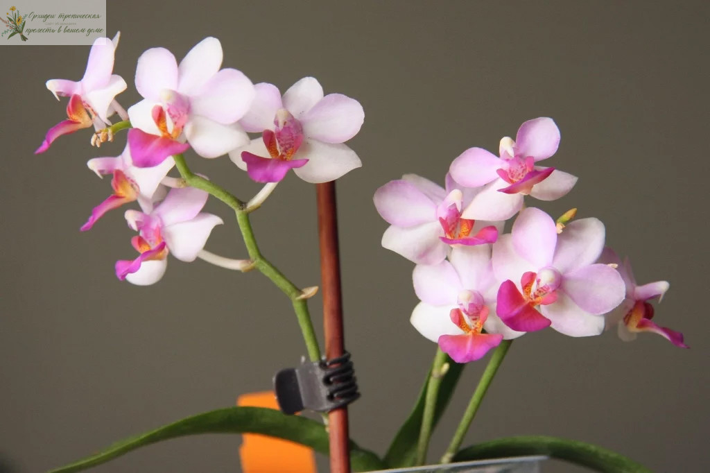 Орхидея фаленопсис розовый. • Фаленопсис Доритенопсис Сиринга (Phalaenopsis Doritaenopsis Siringa)