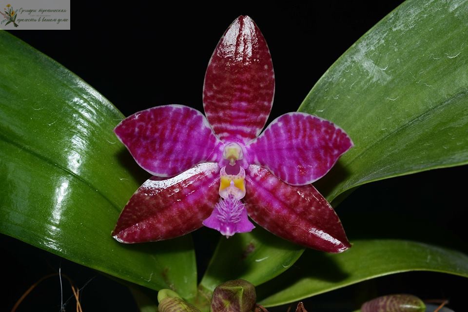 Орхидея фаленопсис розовый. • Фаленопсис Людеманна (Phalaenopsis lueddemanniana)