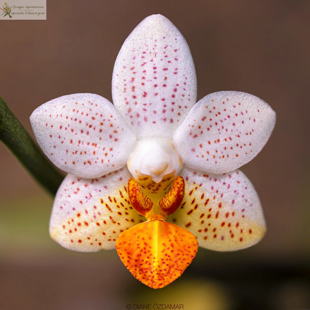 Орхидея фаленопсис розовый. • Фаленопсис Мини Марк (Phalaenopsis Mini Mark)