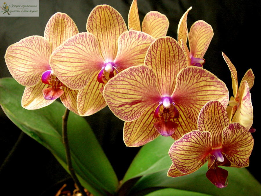 Орхидея фаленопсис розовый. • Фаленопсис Бальданс Калейдоскоп (Phalaenopsis Baldans Kaleidoscope)