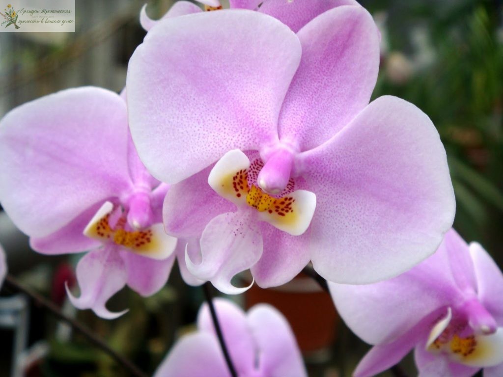 Орхидея фаленопсис розовый.• Фаленопсис Шиллера (Phalaenopsis schilleriana)