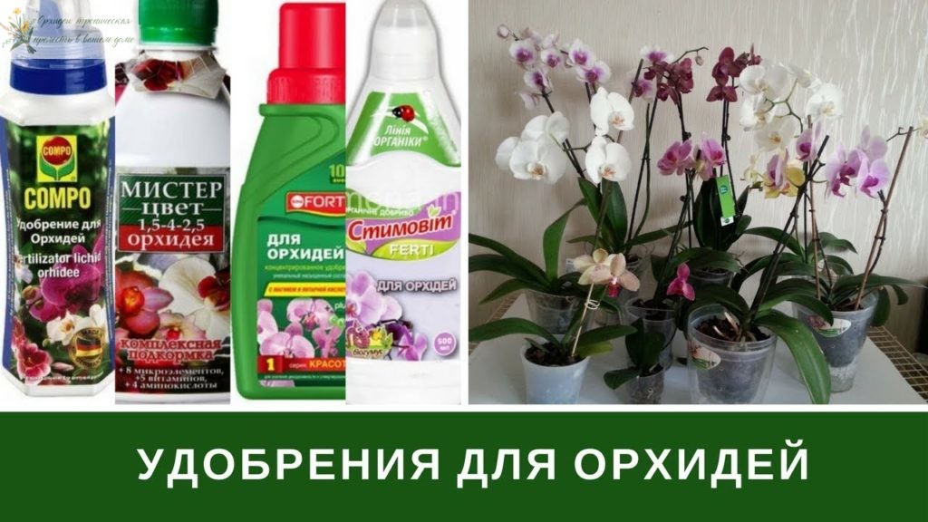 орхидея фаленопсис цветение. Удобрения