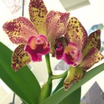 Цветок орхидеи фаленопсис. Phalaenopsis Ching Hua Spring