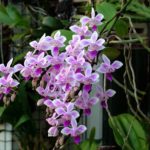 Цветок орхидеи фаленопсис. Phalaenopsis equestris