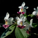 Цветок орхидеи фаленопсис. Phalaenopsis parishii