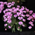 Цветок орхидеи фаленопсис. Phalaenopsis schilleriana