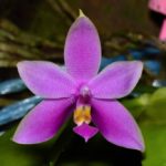 Цветок орхидеи фаленопсис. Phalaenopsis violacea