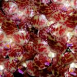 Цветок орхидеи фаленопсис. Phalaenopsis gigantea