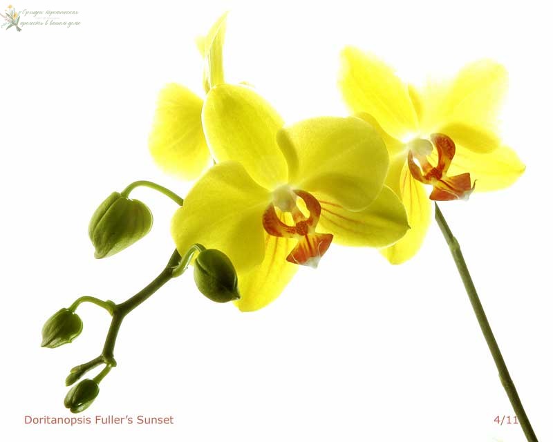 Доритенопсис
doritaenopsis-fullers-sunset.