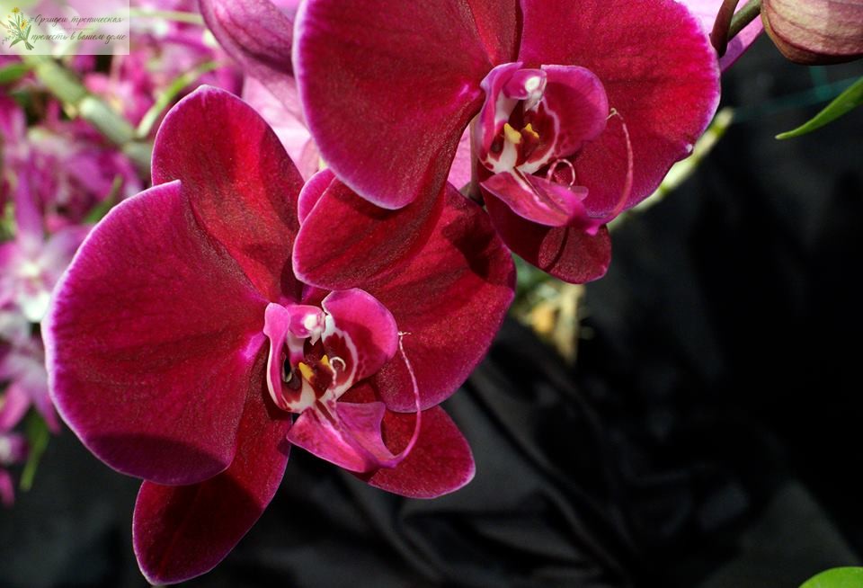 Доритенопсис
doritaenopsis-ox-black-face