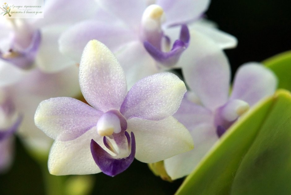 Доритенопсис. doritaenopsis-tzu-chiang-sapphire