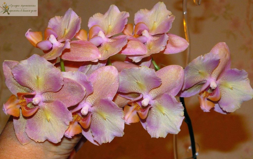Бабулетка розовая