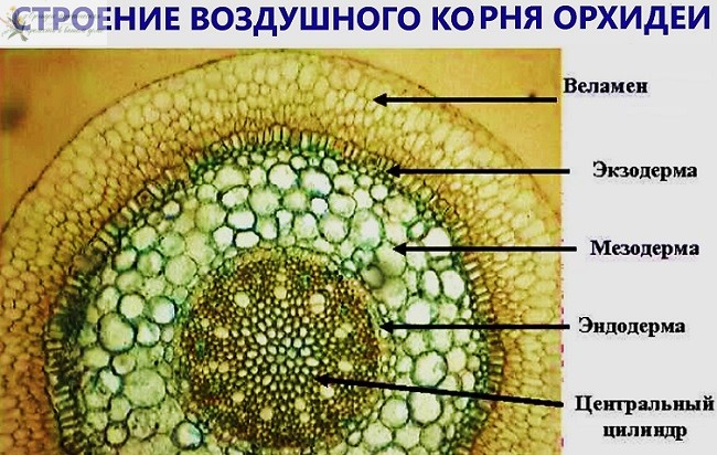 Корневая система орхидеи. Строение воздушного корня